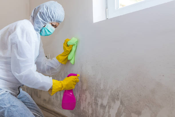 Why You Should Choose Our Mold Remediation Services in Yarrow Point, WA